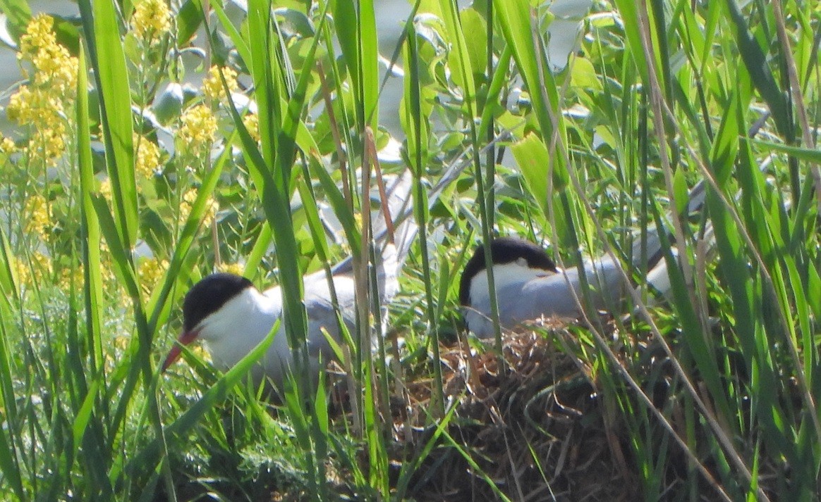 Common Tern - Jiří Šafránek