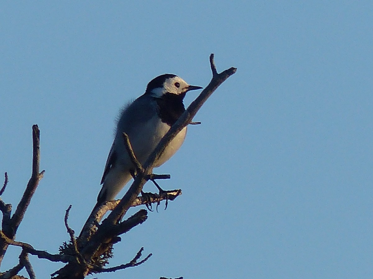 White Wagtail - ML619236104