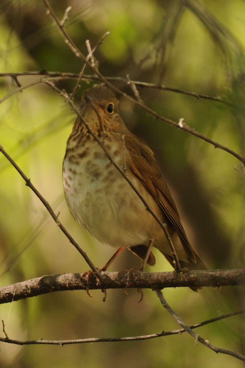 Swainson's Thrush - Debra Chatham