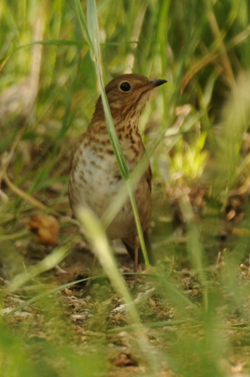 Swainson's Thrush - Debra Chatham