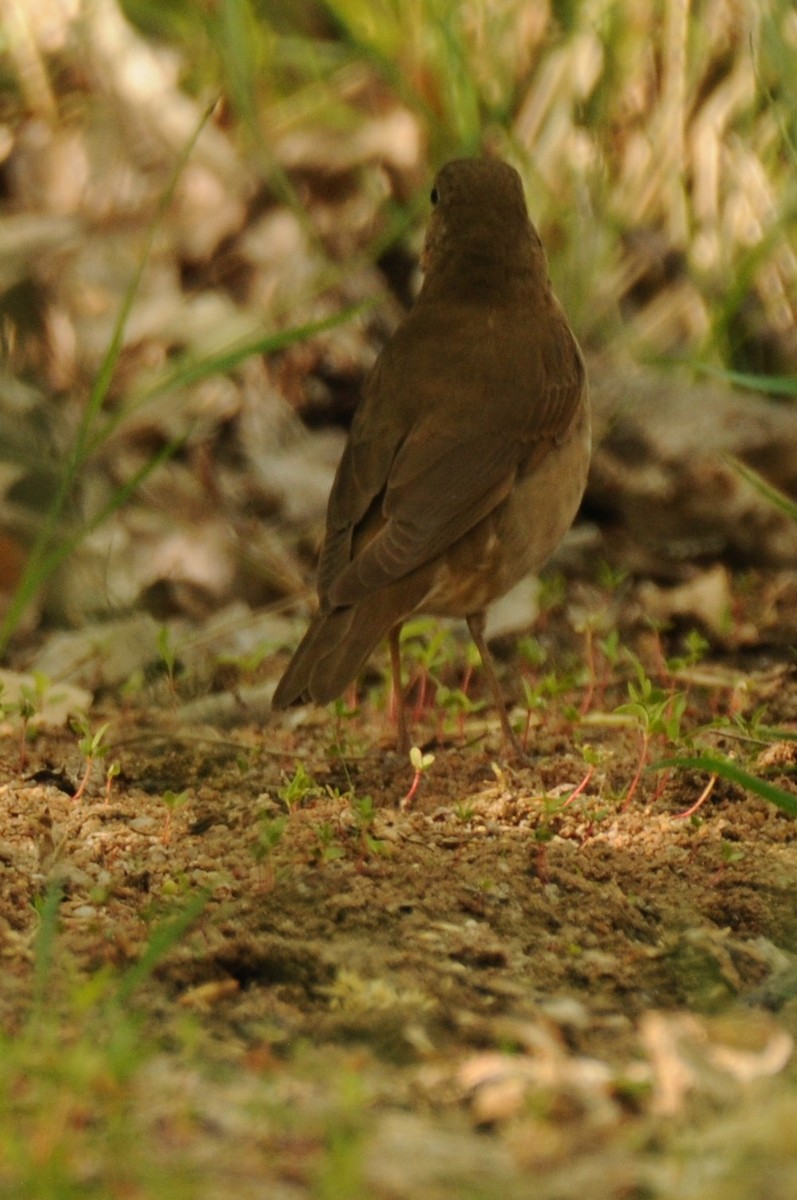 Grive à dos olive - ML619236109