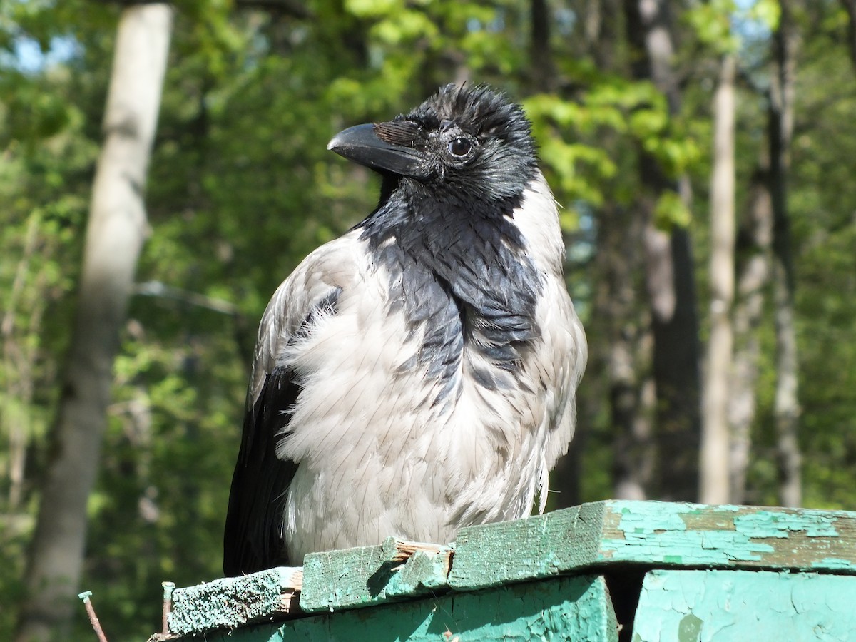Hooded Crow - Olya Vetrova