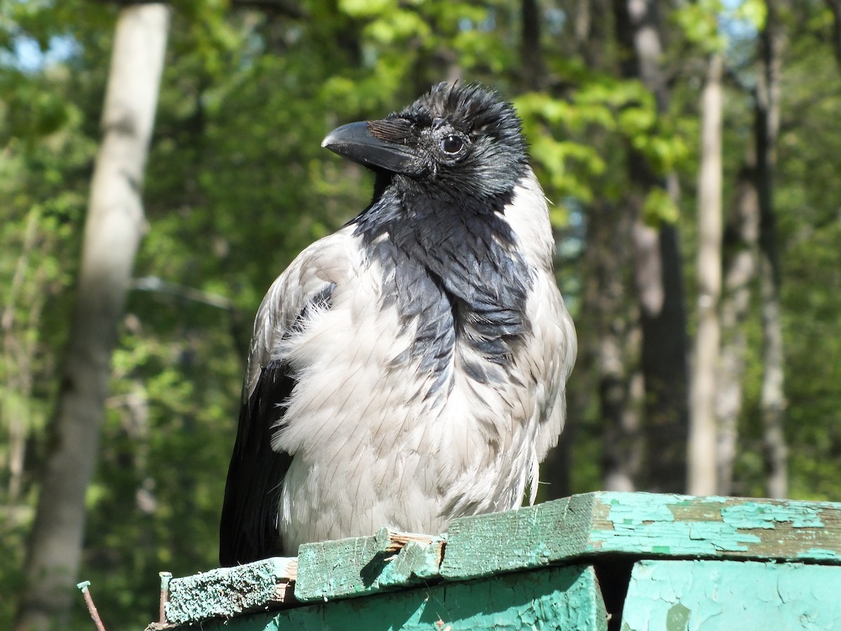 Hooded Crow - ML619236110