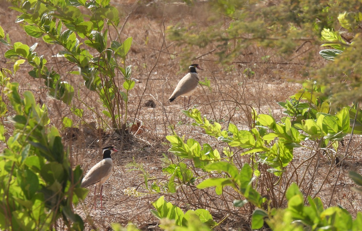 Black-headed Lapwing - Toby Phelps