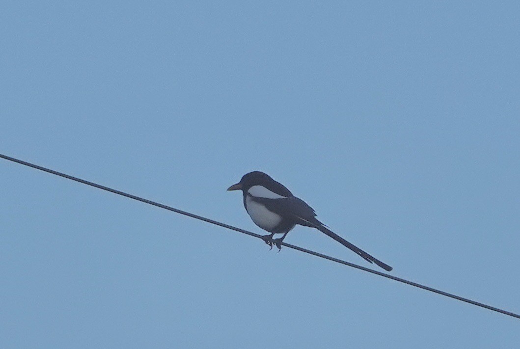 Yellow-billed Magpie - ML619236117