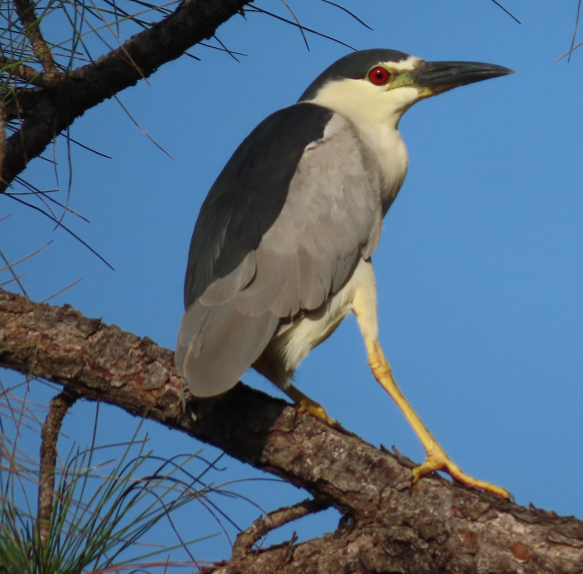 Black-crowned Night Heron - ML619236123