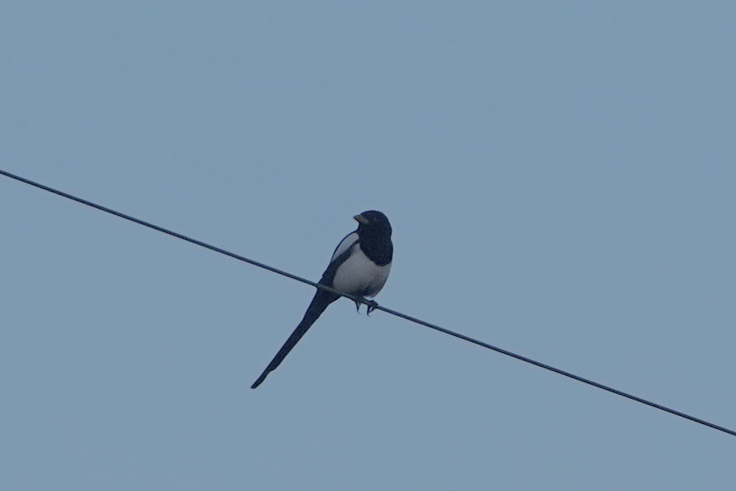 Yellow-billed Magpie - ML619236124