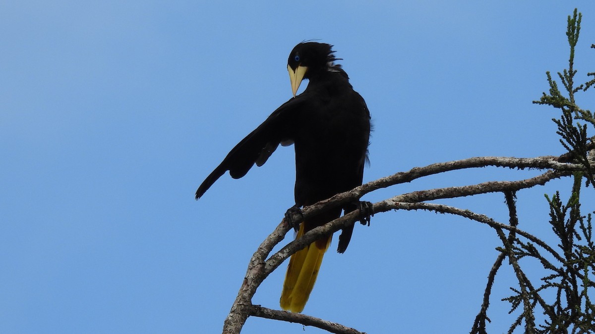 Crested Oropendola - Karen Evans