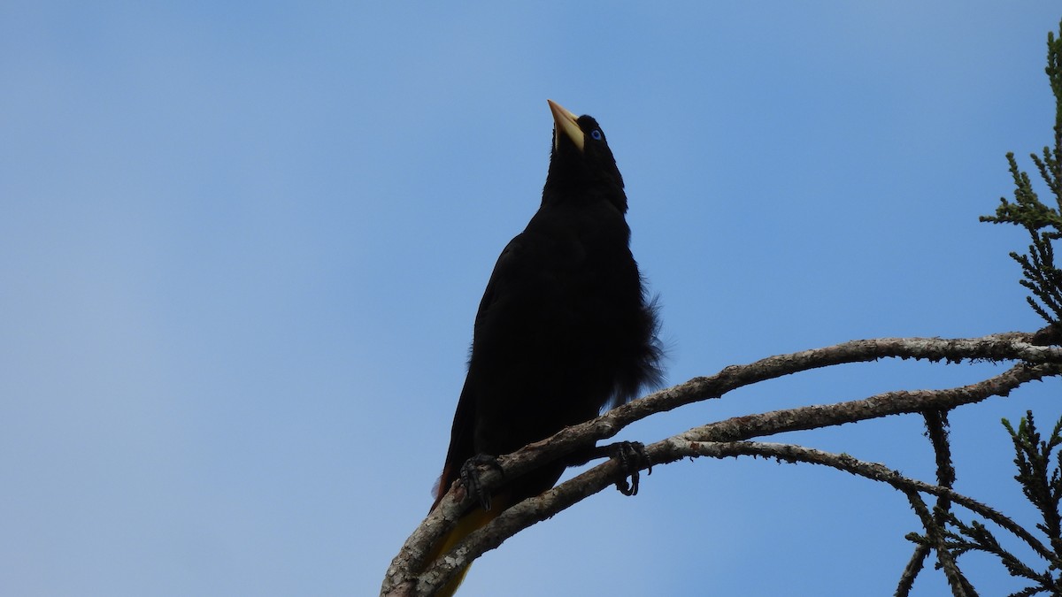 Crested Oropendola - Karen Evans