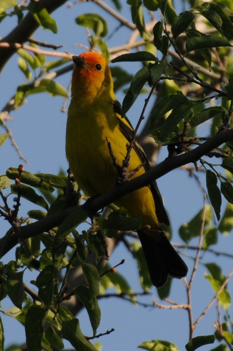 Western Tanager - ML619236134