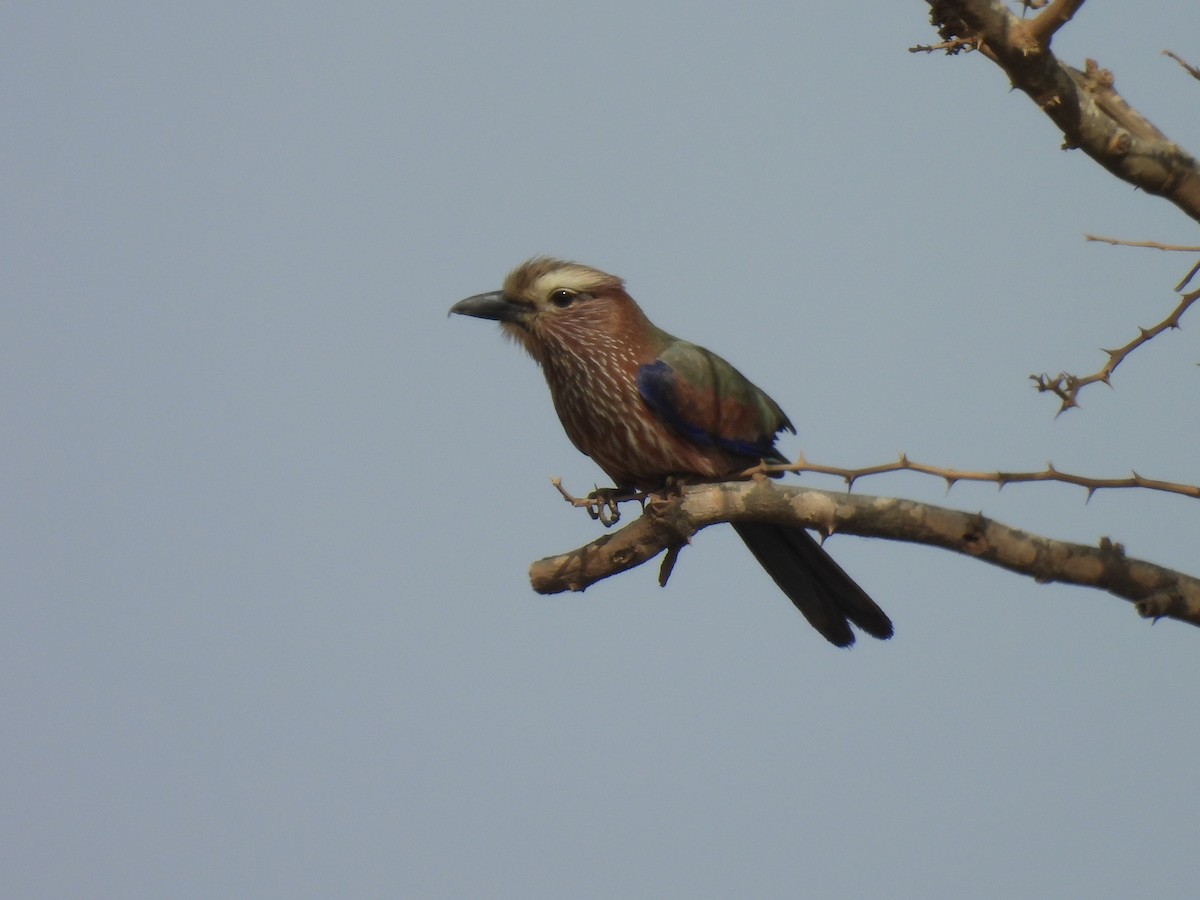 Rufous-crowned Roller - Toby Phelps