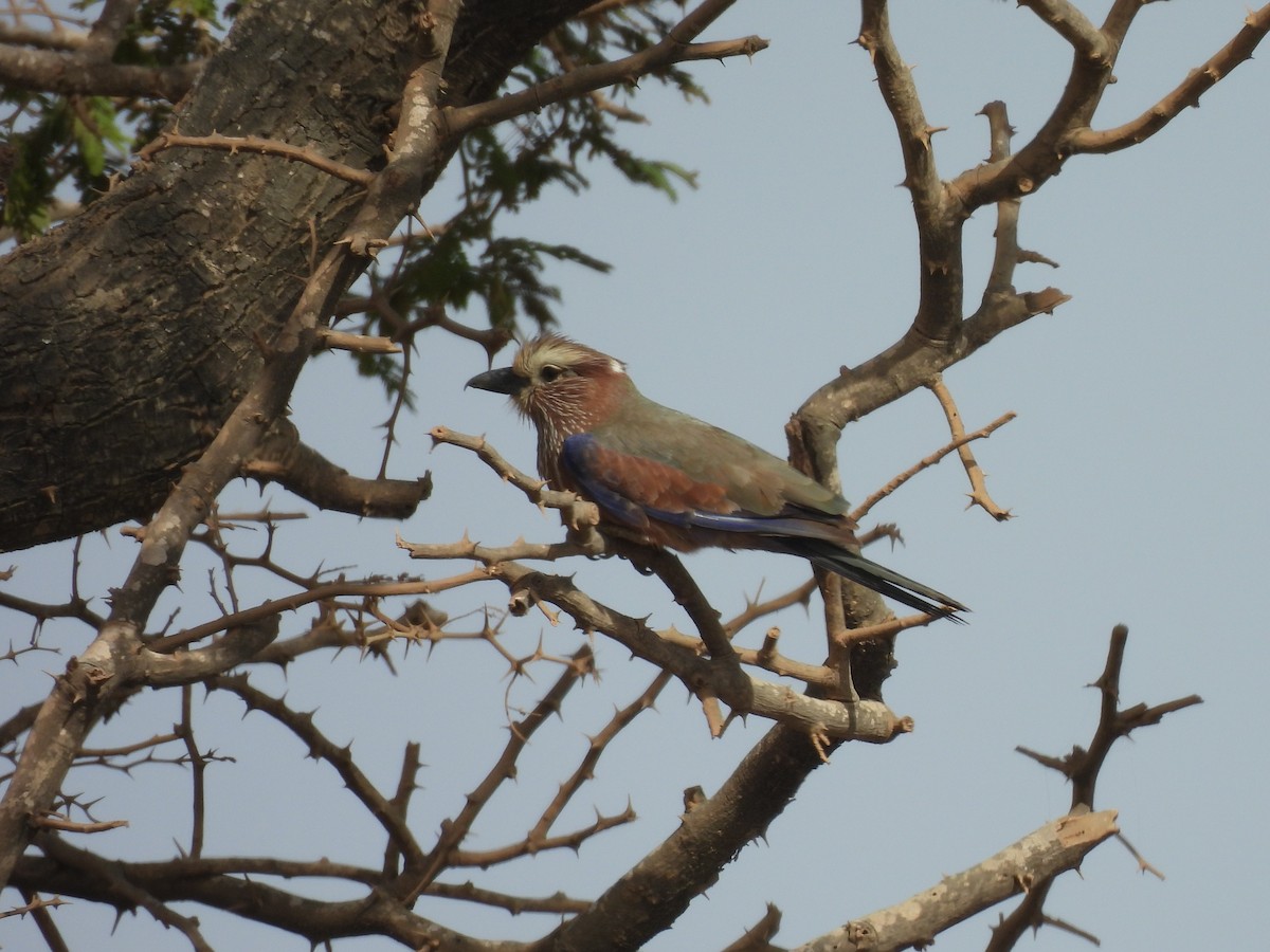 Rufous-crowned Roller - Toby Phelps