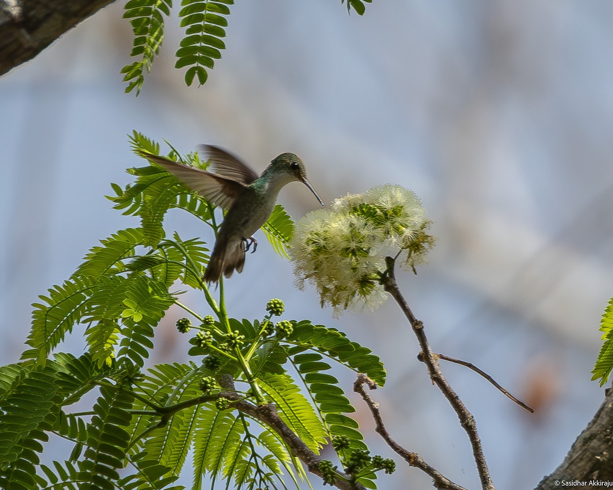 White-bellied Emerald - Sasi Akkiraju