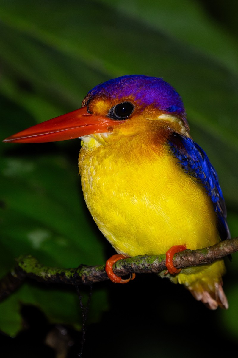 Rufous-backed Dwarf-Kingfisher - Richard Edden
