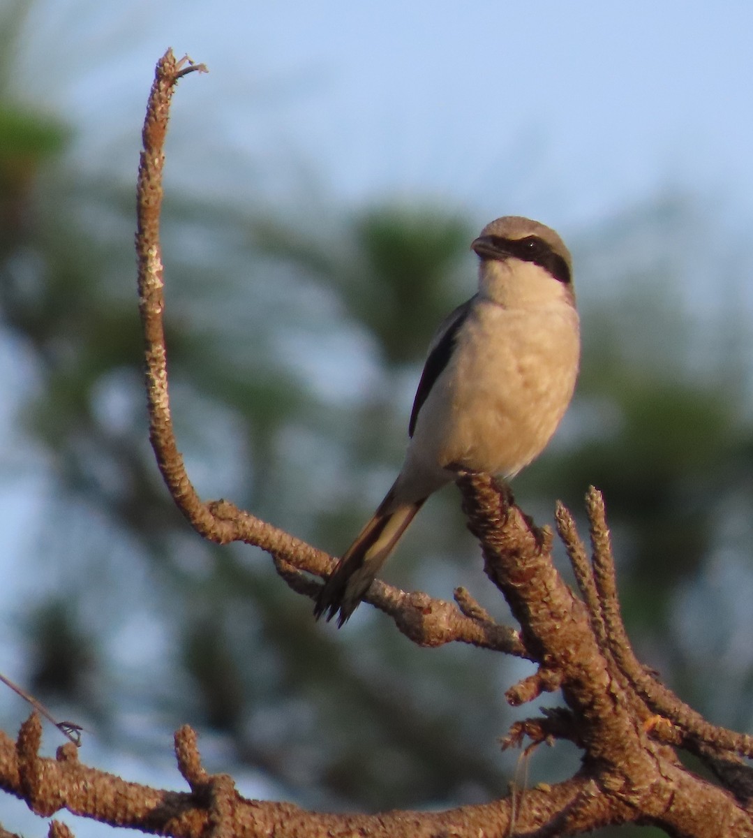 Loggerhead Shrike - Cathy Olson