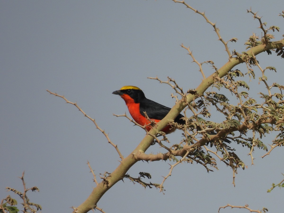 Yellow-crowned Gonolek - Toby Phelps