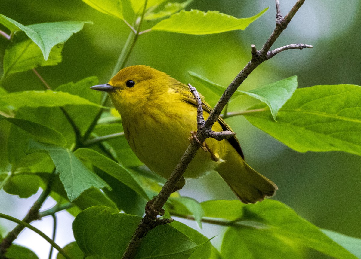 Yellow Warbler - Jason Elwart