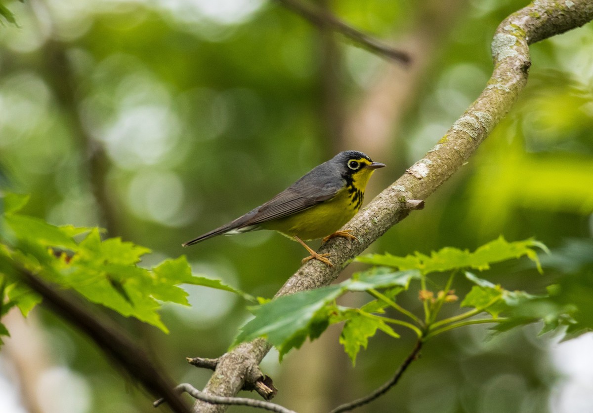 Canada Warbler - Jason Elwart