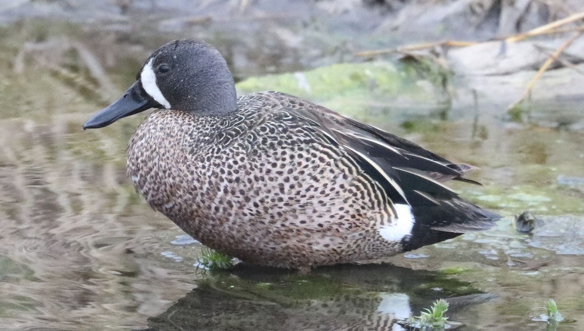 Blue-winged Teal - ML619236187