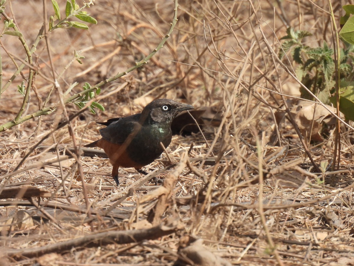 Chestnut-bellied Starling - Toby Phelps