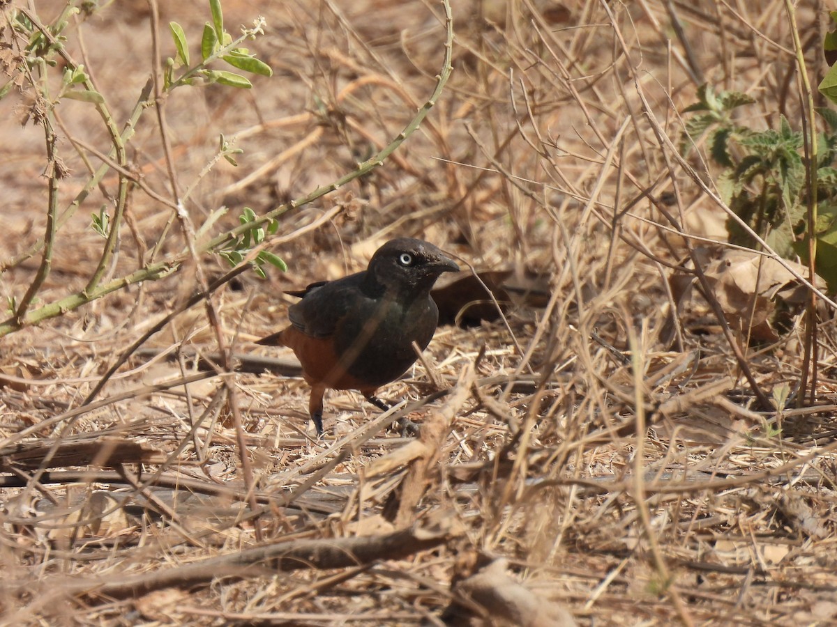 Chestnut-bellied Starling - ML619236197