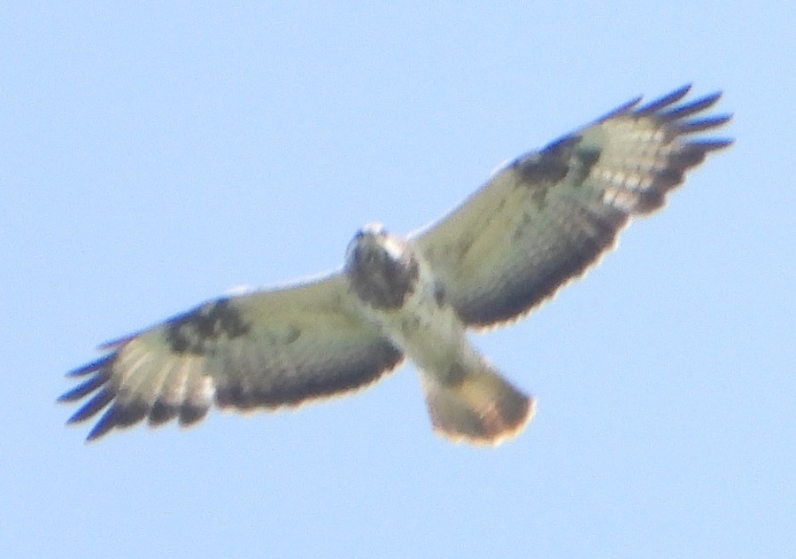 Common Buzzard - Jiří Šafránek