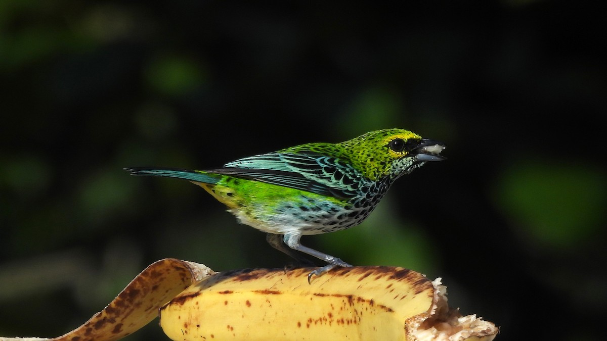 Speckled Tanager - Karen Evans