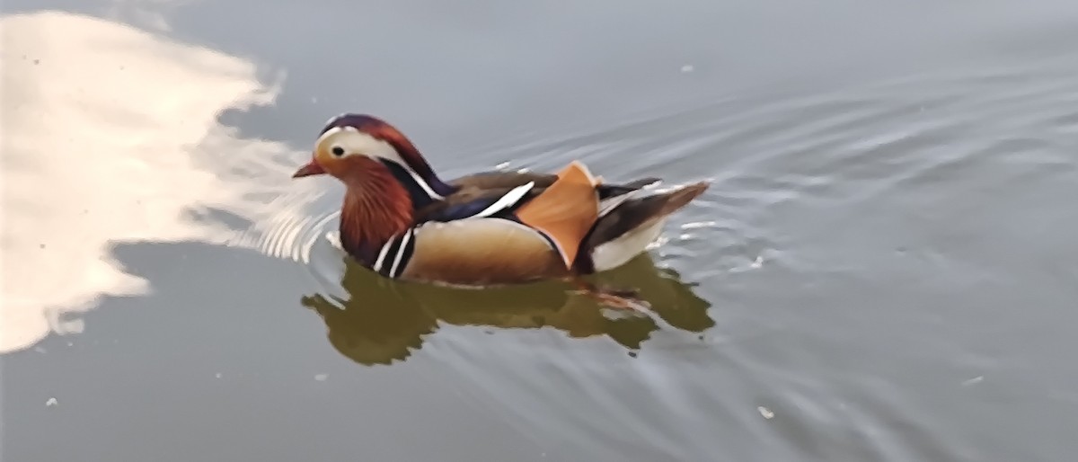 Mandarin Duck - ML619236221