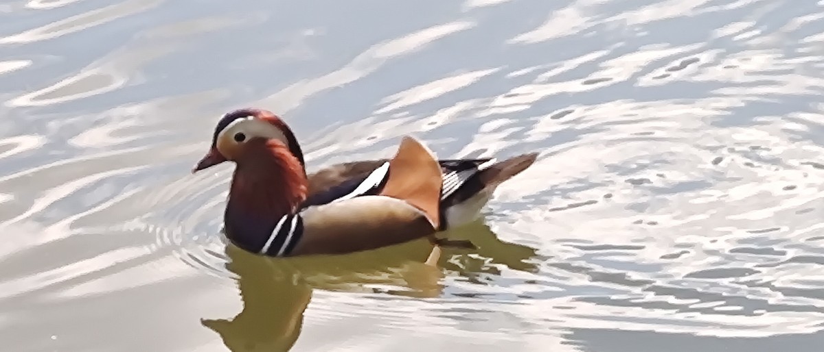 Mandarin Duck - ML619236223