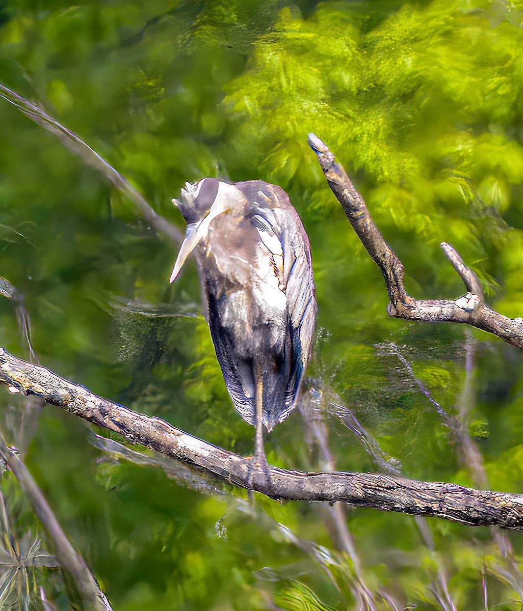 Great Blue Heron - Mike Birmingham