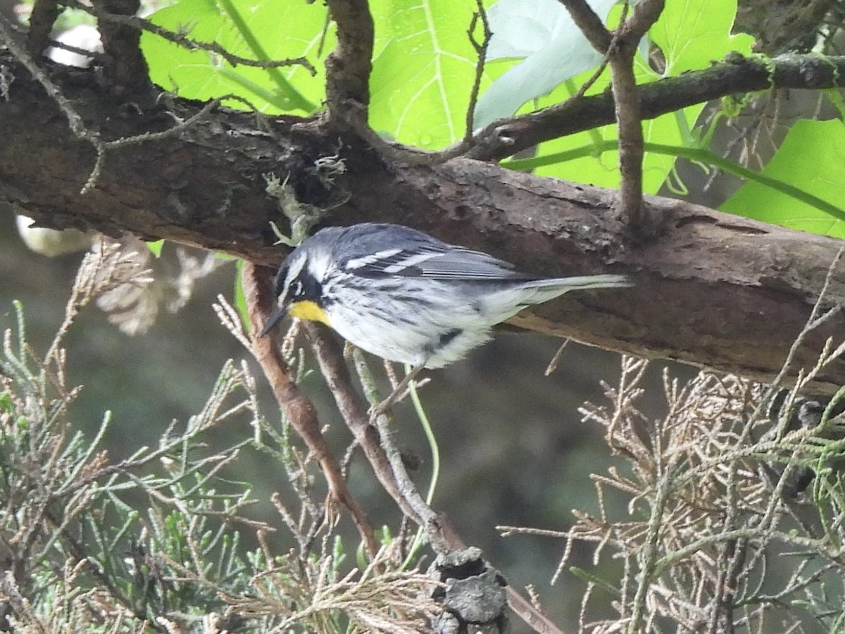 Yellow-throated Warbler - Ethan Matsuyama