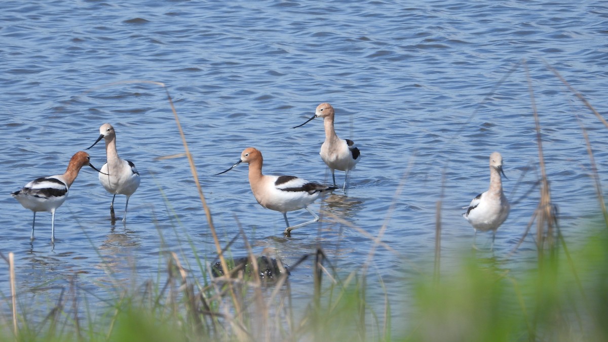 American Avocet - Andy Buchsbaum