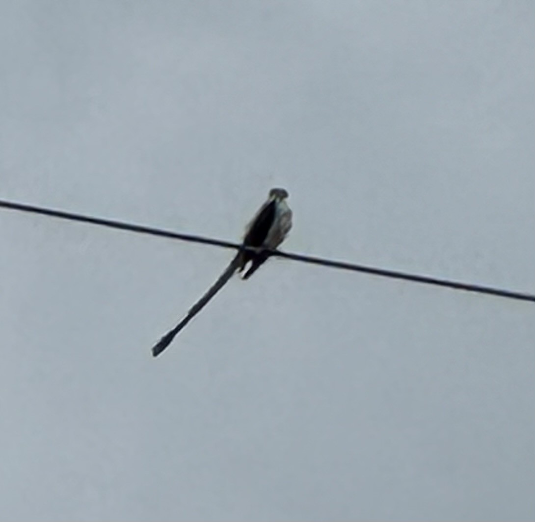 Scissor-tailed Flycatcher - Pamela Barton