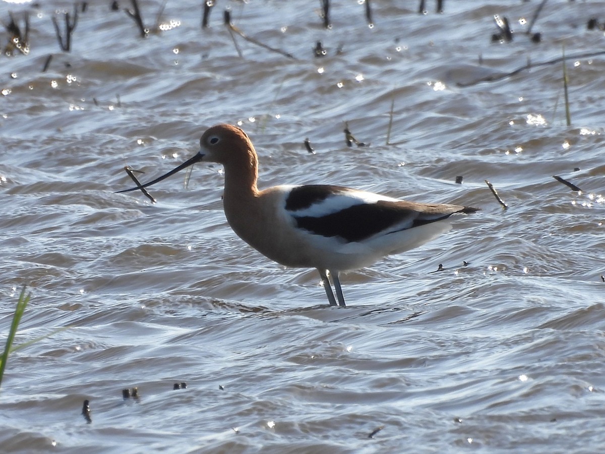 American Avocet - Jenny Young