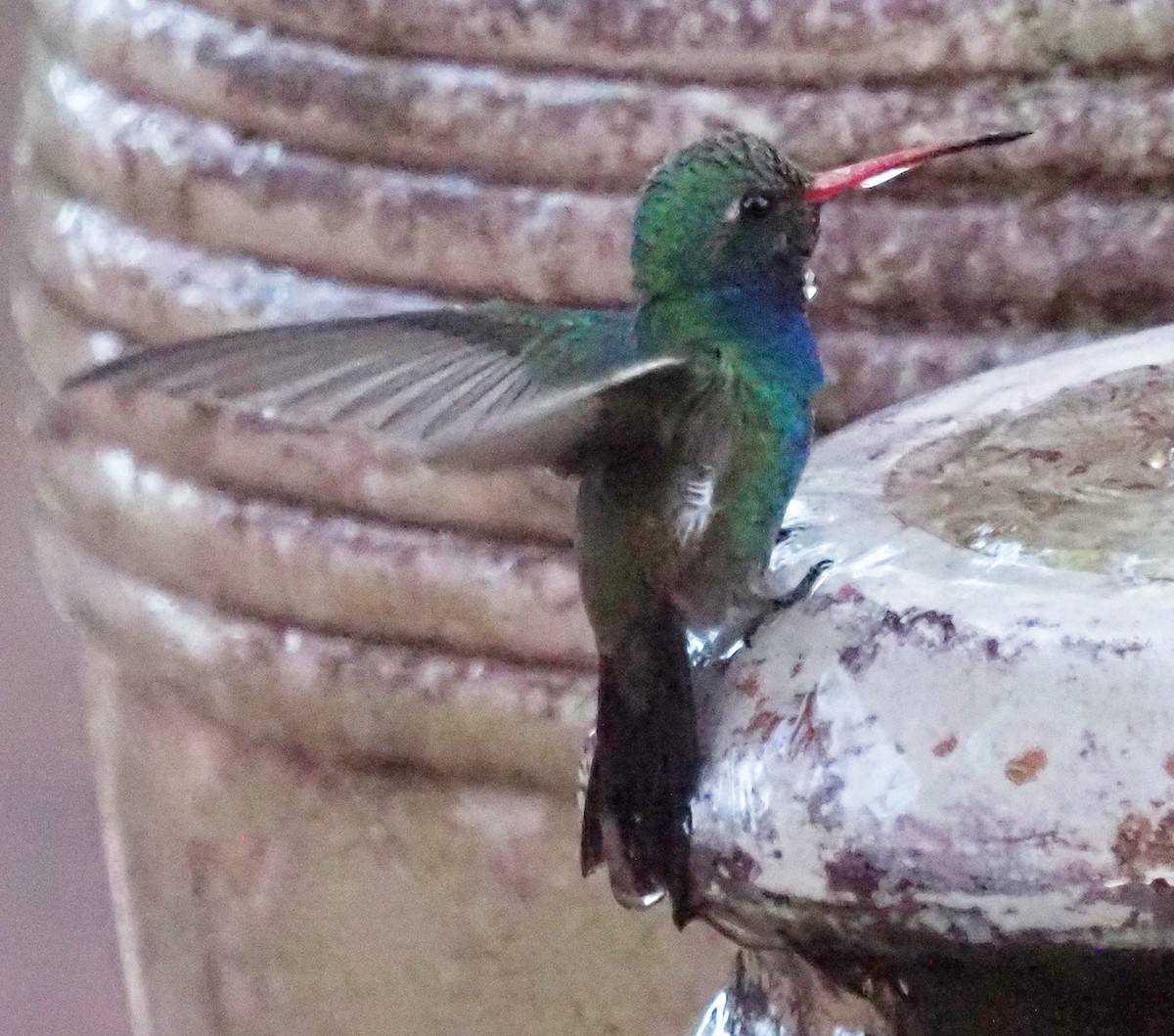 Broad-billed Hummingbird - Vicky McErlean🐦
