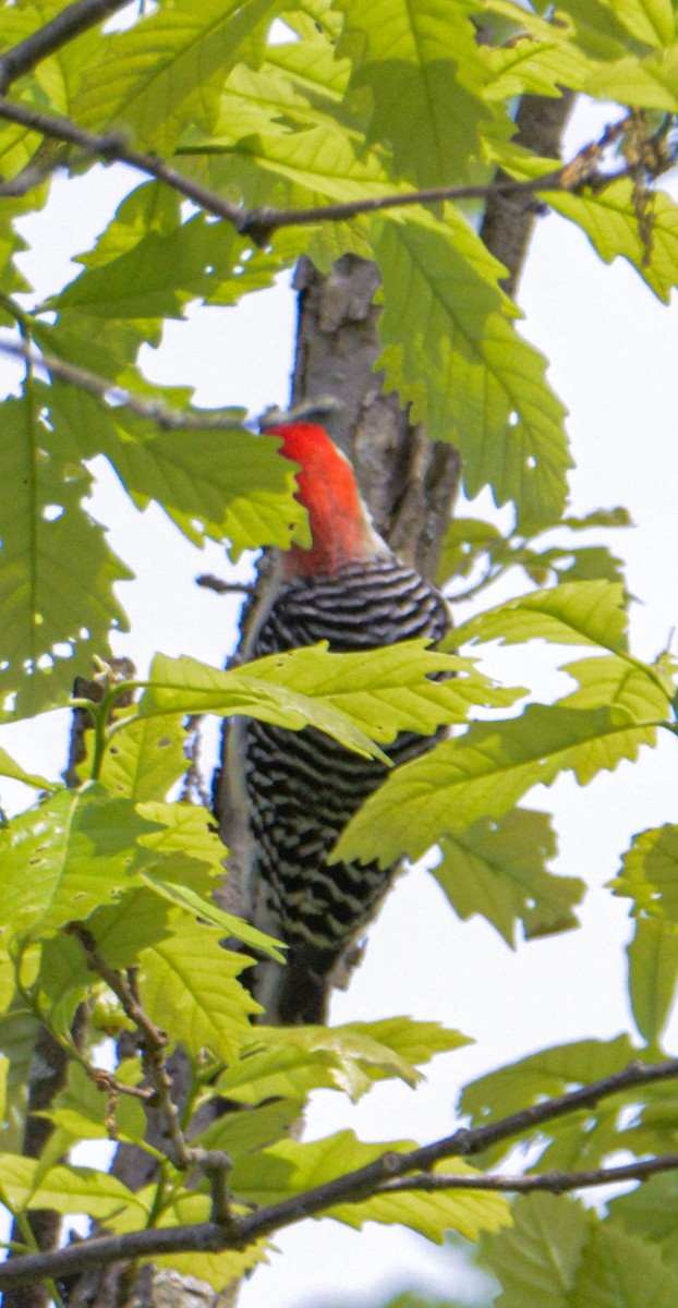 Red-bellied Woodpecker - Mike Birmingham