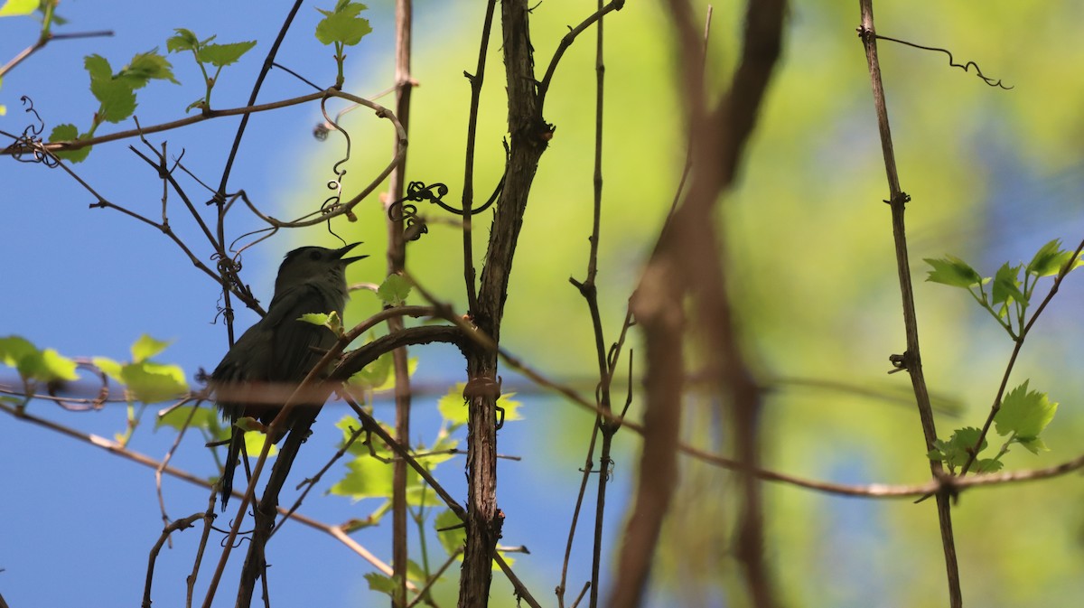 Gray Catbird - malcolm mcrae