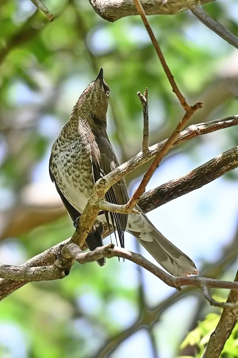 Scaly-breasted Thrasher - James Cosgrove