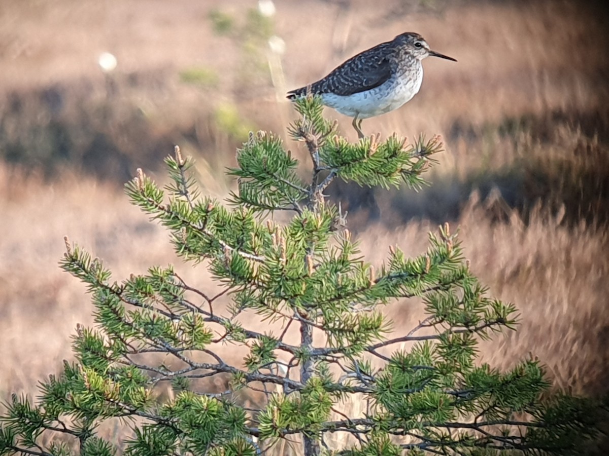 Wood Sandpiper - Coleta Holzhäuser