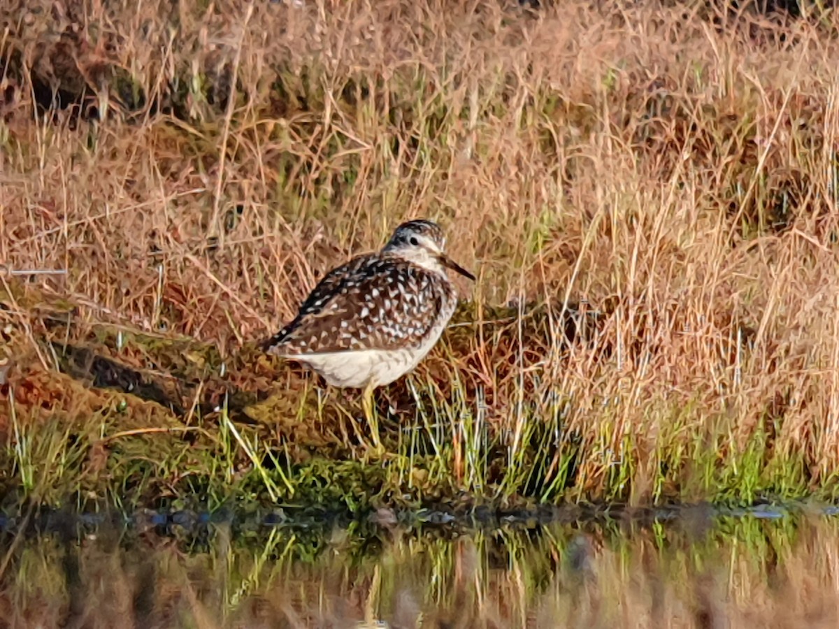 Wood Sandpiper - Coleta Holzhäuser