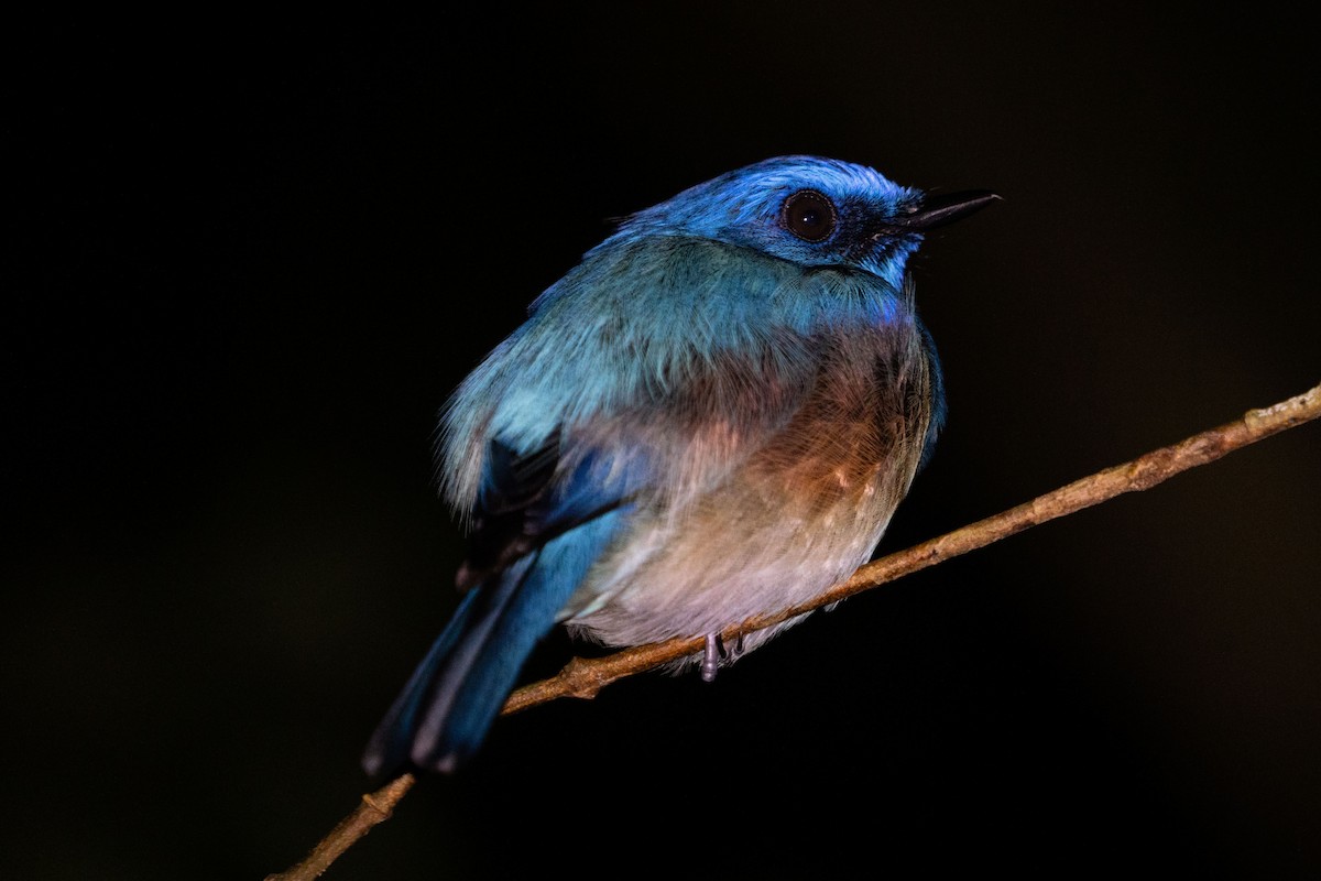 Malaysian Blue Flycatcher - Richard Edden