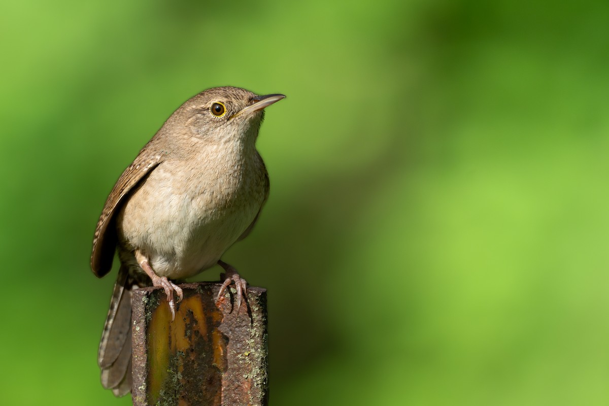 House Wren - Joshua Cunningham