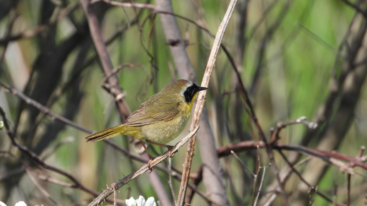 Common Yellowthroat - Andy Buchsbaum