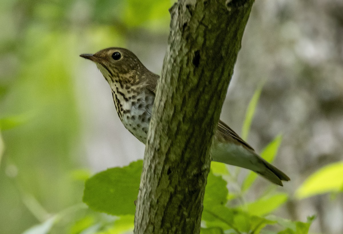 Swainson's Thrush - Iris Kilpatrick