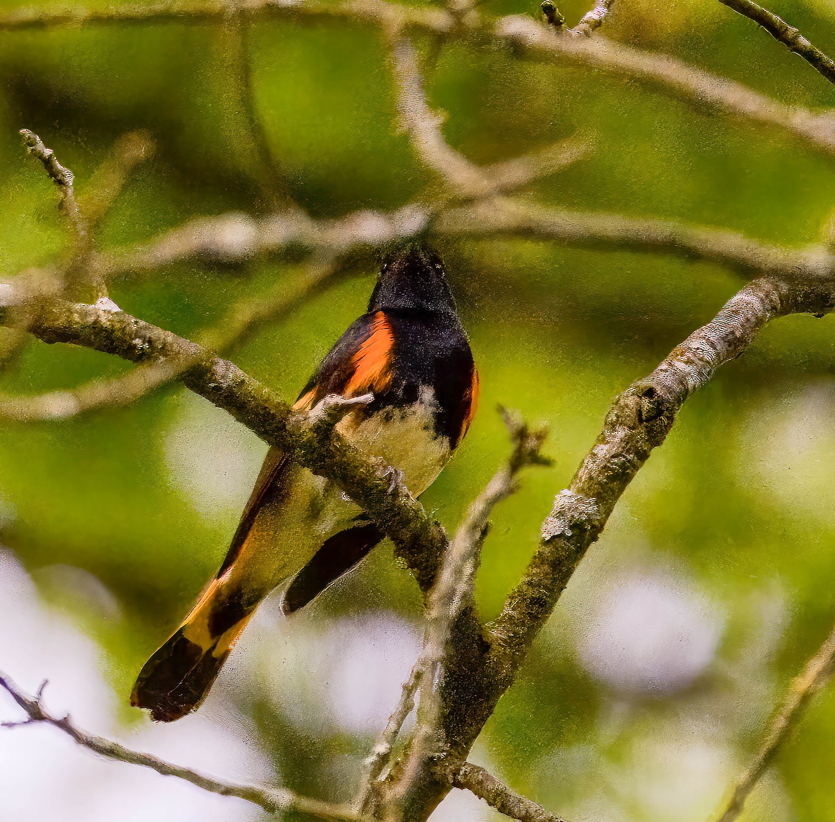 American Redstart - Mike Birmingham