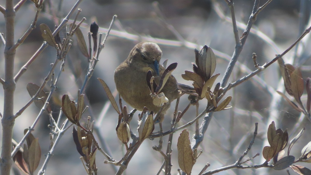 Shiny Cowbird - Gregory Allen