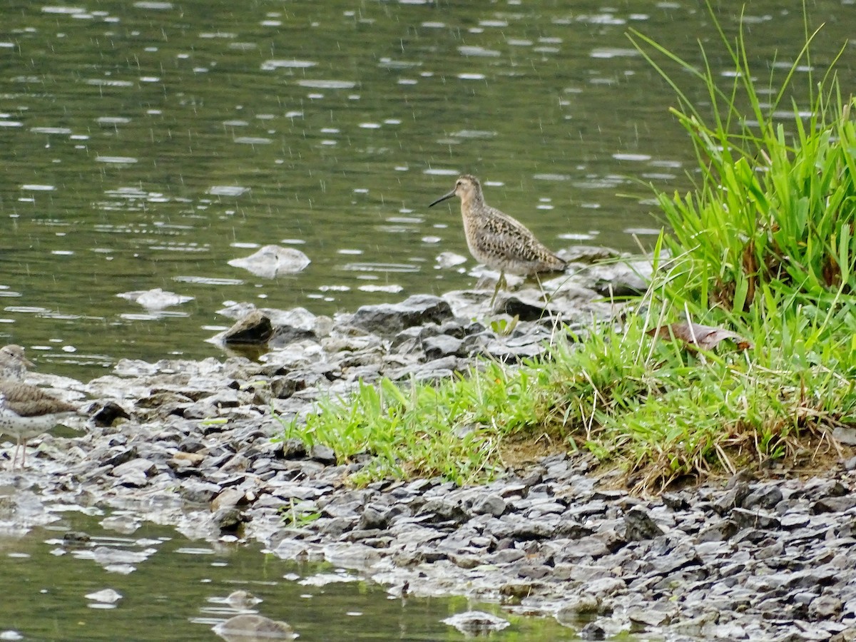 Short-billed Dowitcher - ML619236324