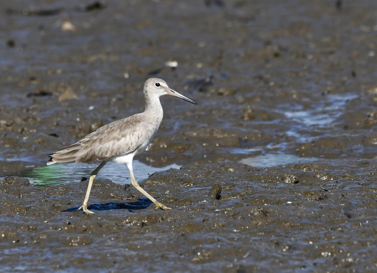 Willet - mark perry
