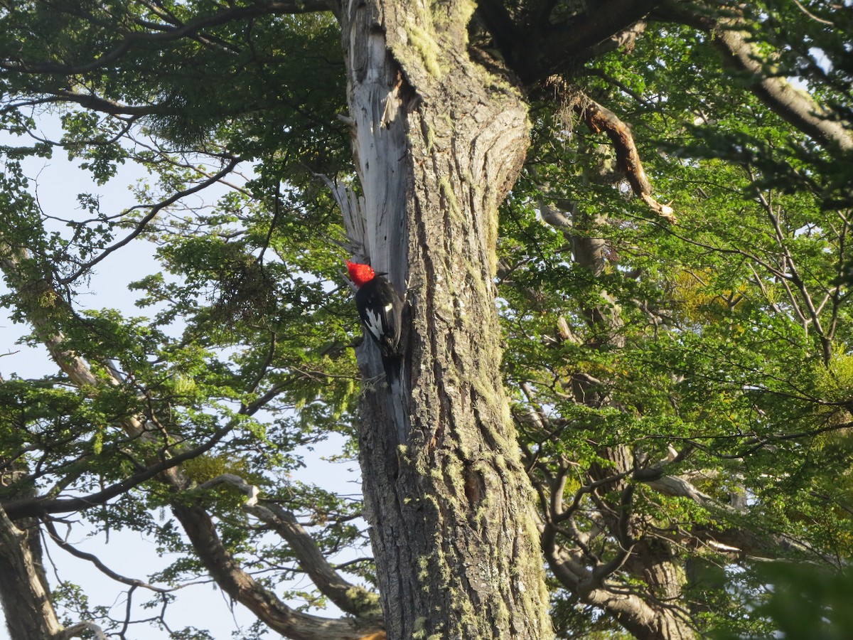 Magellanic Woodpecker - ML619236343