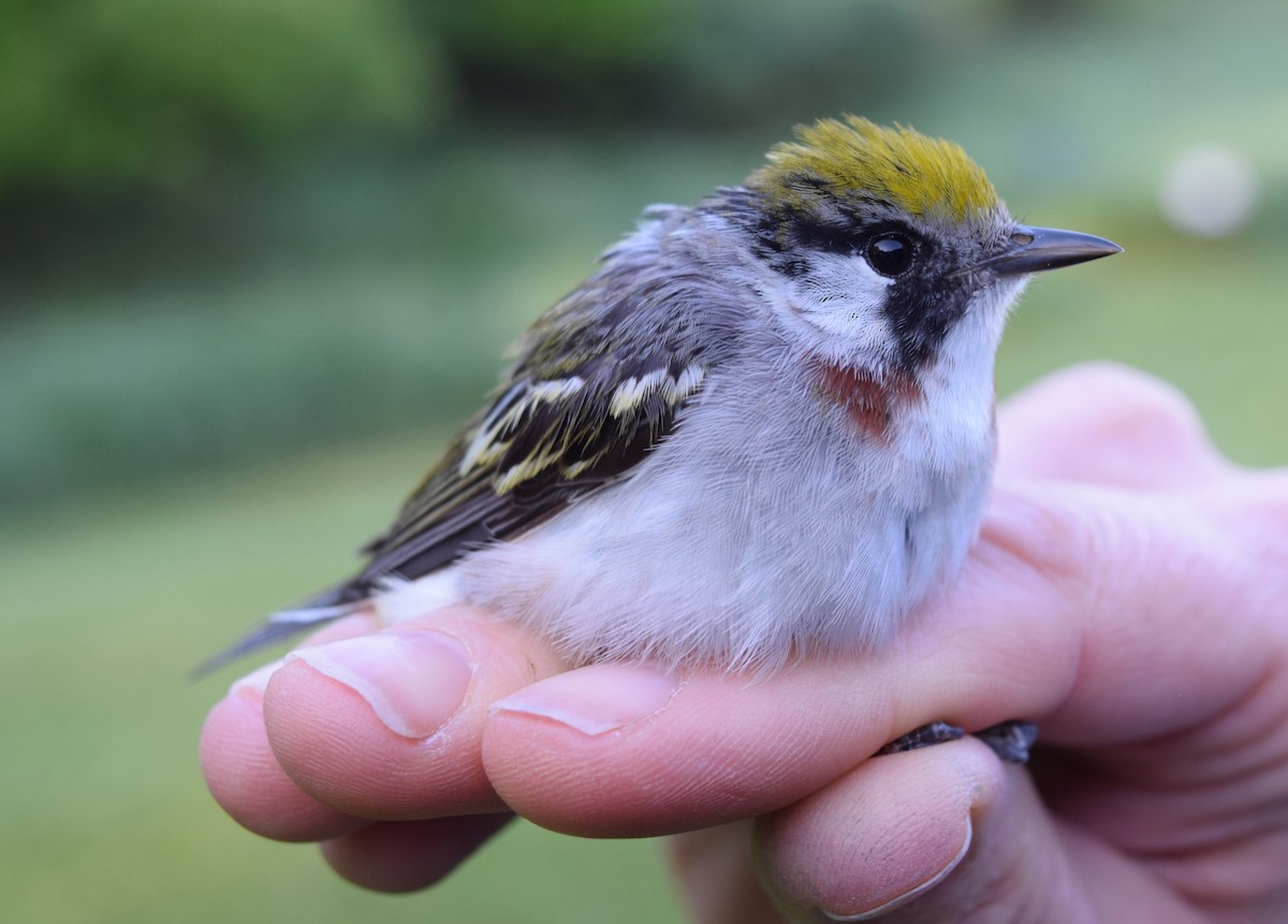 Chestnut-sided Warbler - Olivia Smith